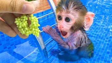 Baby Monkey Eating Grapes in the Pool – Cute Monkey Swimming & Snack Time