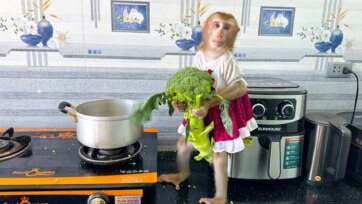 Monkey preparing breakfast with vegetables